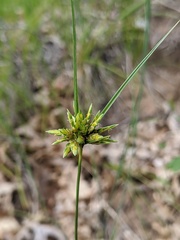 Cyperus houghtonii