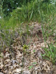 Cyperus houghtonii