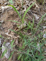Cyperus houghtonii
