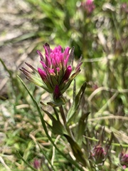 Castilleja lassenensis