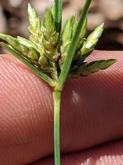 Cyperus houghtonii