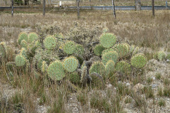 Opuntia cyclodes
