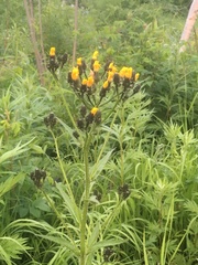 Picris japonica kamtschatica