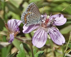 Plebejus melissa