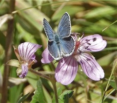 Plebejus melissa
