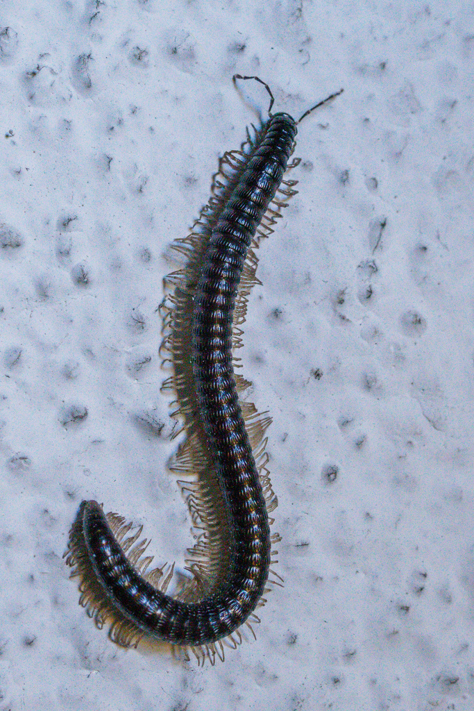 Callipodidea