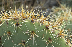 Opuntia cyclodes