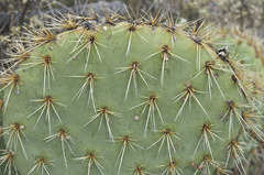 Opuntia cyclodes