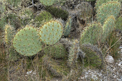 Opuntia cyclodes