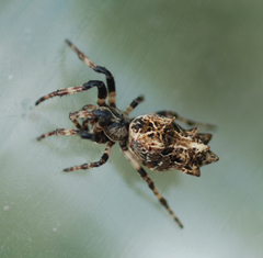 Cyclosa octotuberculata