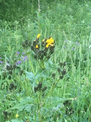Picris japonica kamtschatica