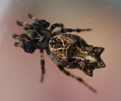 Cyclosa octotuberculata