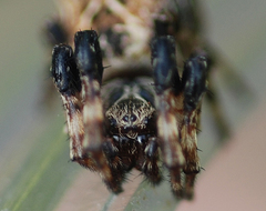 Cyclosa octotuberculata