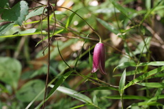 Clematis japonica