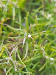 Laxmannia compacta