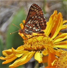 Euphydryas anicia