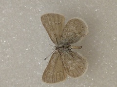 Satyrium semiluna
