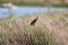 Sturnella magna lilianae