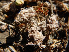 Psilocarphus elatior