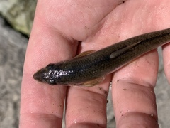 Phenacobius mirabilis