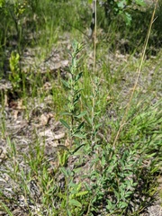 Crocanthemum bicknellii