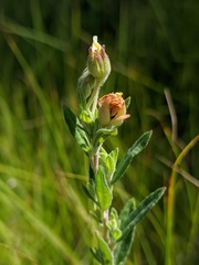 Crocanthemum bicknellii