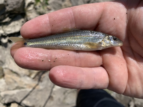 Suckermouth Minnow