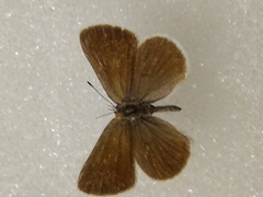 Satyrium semiluna