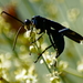 Mexican Tarantula-hawk Wasp - Photo (c) psweet, some rights reserved (CC BY-SA), uploaded by psweet