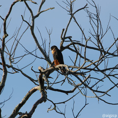 Falco rufigularis image