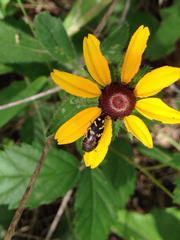 Acmaeodera
