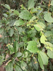 Cryptocarya triplinervis triplinervis