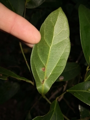 Cryptocarya triplinervis triplinervis