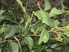 Cryptocarya triplinervis triplinervis