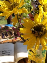 Sericomyia flagrans