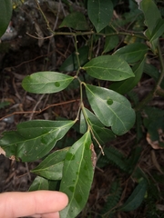 Cryptocarya triplinervis triplinervis
