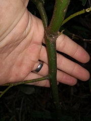 Cryptocarya triplinervis triplinervis