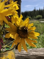 Sericomyia flagrans