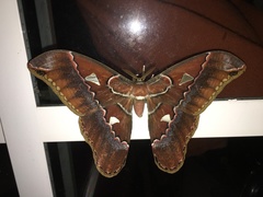 Rothschildia triloba