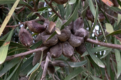 Hakea eriantha
