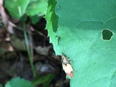 Stropenron hamata