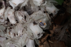 Monotropastrum humile