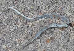 Coluber constrictor oaxaca