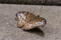 Tanaecia iapis puseda