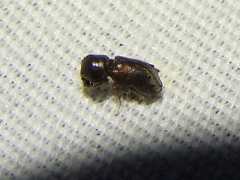 Xylobiops basilaris