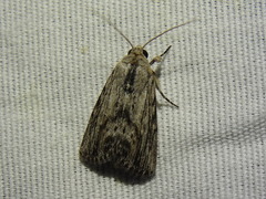 Catabenoides