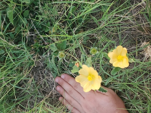Image of Malvastrum aurantiacum by no rights reserved