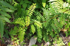 Zanthoxylum piperitum