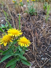 Pentanema britannica