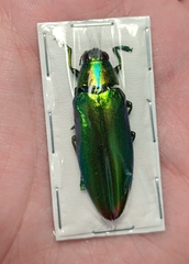 Chrysochroa fulminans